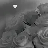 dsvussh