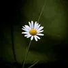 d_barwari_5