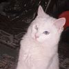 abidihichem650