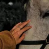 mem5403