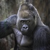 gorillich_