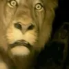 fanlionking_roblox9