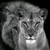 amirwahid789