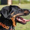 apexbeauceron