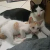 zozi_channel