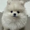tgmapjtg