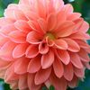 nancysloane810