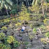 nhacuathui