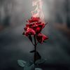 rose_rot14