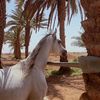 wesam112335