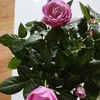 sakinailyaz