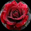 wesam.zkier