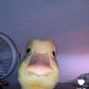 jopan_saviero