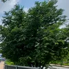 nguyenvan7673