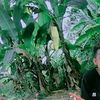 aduku83