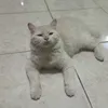 pokokmeluae