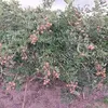 haile3684