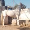 muhib_132