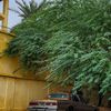 salimm5572