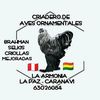 avesornamentalesarmonia0