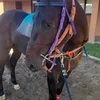 flaviodelgadogaiaflavio0