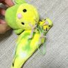 fairy_core444