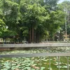 bosuagau