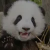 cutiepandabb
