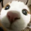 camngonqua0.0