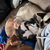 4_noisy_cats