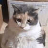 gato_watoncito14