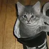 nina_lovespochanpingu