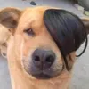 wa_vnn