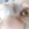 hfrghyedg