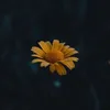 usermfu6yzkobw