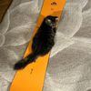 gamercat.2