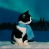 nish_sky_79
