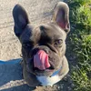 frenchy_boris