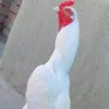 muhammadzeeshan4695