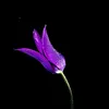 abou_459