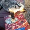 badgerpalooza