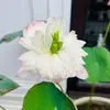 dieuhai098
