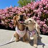 coco.and.avi