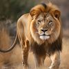 najaf_51214