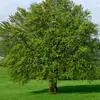 weil_baum_1337