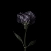 wilted_iris