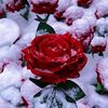 shairazkhan3344