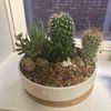 plantytok0