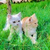 cats_lover5090