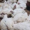 flavpoultryfarmmbd